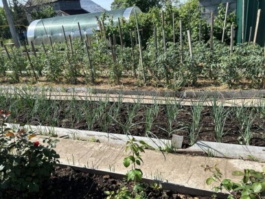 Ошибки весеннего огорода: как избежать потери урожая в этом сезоне