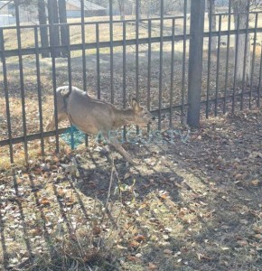 Операция по спасению косули прошла в поселке Забайкальский